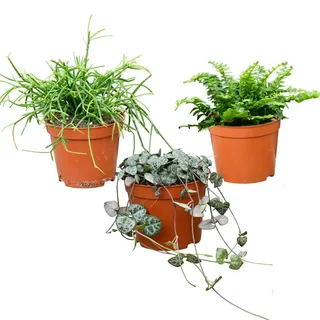 Green Me Up Babypflanzen Trio Hängepflanzen | Ceropegia woodii, Rhipsalis & Nephrolepis | Ungiftige Pflanzen für Katzen | Ideal für Regal, Sideboard & Fensterbank | frisch aus der Gärtnerei
