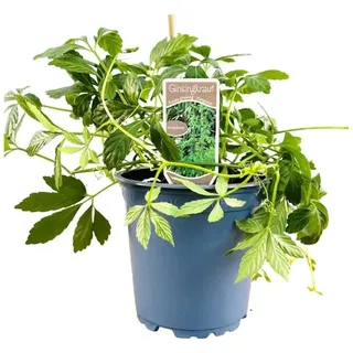 Pflanzen Für Dich Gynostemma Pentaphyllum P 11