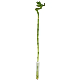 EXOTENHERZ Glücksbambus 'Lucky Bamboo' spiralförmig Dracaena Sanderiana 40cm Topf