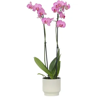 Plant in a Box - Phalaenopsis Höhe 50-60cm