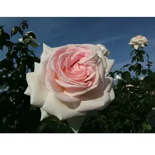 Edelrose  (Rosa 'Schloss Ippenburg' ADR, Lachsrosa)