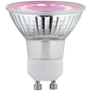 Paulmann LED-Pflanzenlampe Wachstum 230V GU10 3.5W Bernstein 1St.