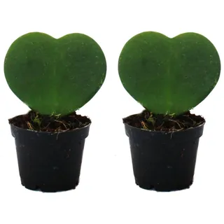 EXOTENHERZ Set Mit 2 Pflanzen Hoya Kerii Herzblatt-Pflanze Herzpflanze Oder Kleiner Liebling im 6cm Topf