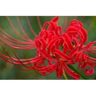 VJIDOSO Lycoris,winterhart mehrjährig,Wunderschön,Garteneinsätze im Freien,Spinnenlilie Deko,Umwelt verschönern,spinnenlilien.-2stück-I