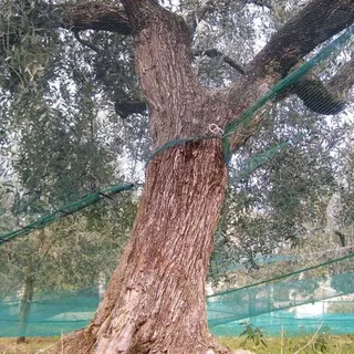 Stahl Olives Network Und Ösen -anti -spin -stoff Mit Grünem Öffnen Von 85 Gr/m2 - 8x8 Mt