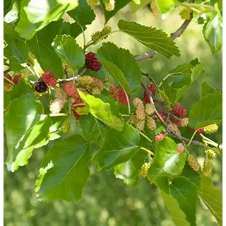 Zwerg Maulbeere Mojo Berry 80-100cm - Morus rotundiloba - lebende Gartenpflanze aus den Baumschulen
