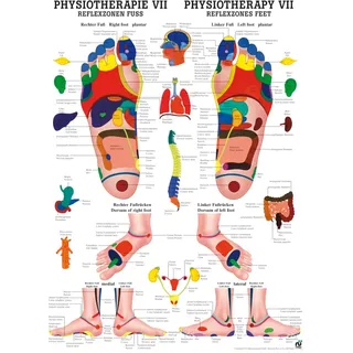 Poster - Reflexzonen Fuß, laminiert, 50 x 70 cm