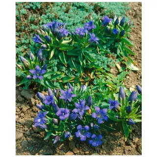 Gentiana septemfida var.lagodechiana, Enzian, blau, ca. 9x9 cm Topf