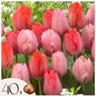 PFLANZENFREUND Tulpenzwiebeln Mischung rosa & rot 40 Zwiebeln