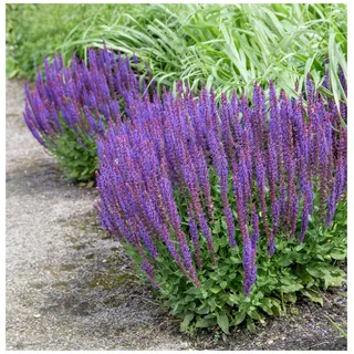 Stauden Gänge 5 x Salvia nemorosa 'Ostfriesland' im 1 Liter Topf (Staude/Stauden/Winterhart/Mehrjährig/) Steppensalbei - Duft und Farbe für lebendige Gärten - Dauerblüher - Bienenfreundlich