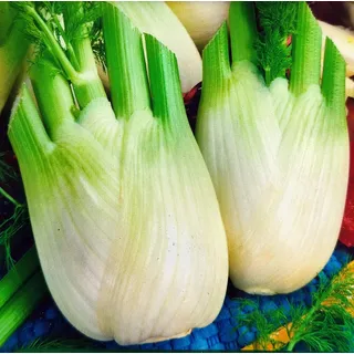 400 Samen Fenchel Doux de Florence Knollenfenchel Fenchelsamen