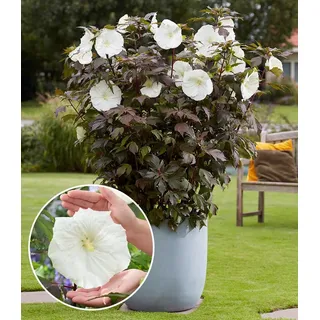 BALDUR Garten Staude Hibiskus 'Carousel Ghost®', 1 St., Blütenpracht, winterhart, mehrjährig, pflegeleicht weiß