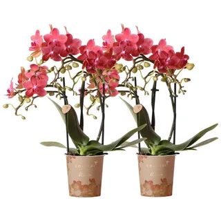 Kolibri COMBI DEAL von 2 roten Phalaenopsis Orchideen Kongo Topfgröße 9cm frisch vom Züchter