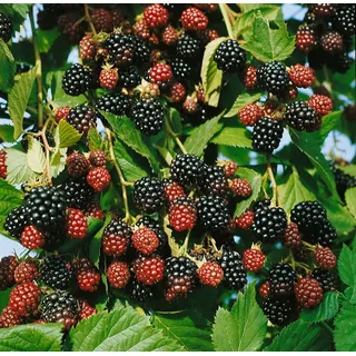 Pflanzen Für Dich Rubus Fruticosus Black Satin Brombeere Dornenlos 60–100 Cm