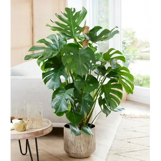 BALDUR Garten 1x Monstera - Fensterblatt ca. 60-70 cm hoch, Pflanze im 19 cm-Topf, Luftreinigende Zimmerpflanze Pflegeleichte Zimmerpflanze auch für dunklere Standorte, mehrjährig - frostfrei halten