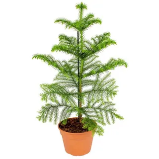 Bloomique Zimmerpflanze Araucaria Heterophylla, Zimmertanne, 40-50 cm, Topf 14 cm, 1 St. grün