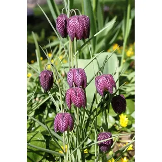 WASSERPFLANZEN WOLFF - 4er-Set - Fritillaria meleagris - Schachblume - Schachbrettblume - Kiebitzei, rosa-rot-kariert - winterhart