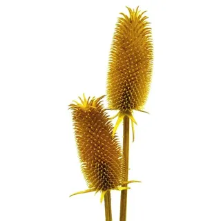Flowerbox Trockenblumen »Kardendisteln« - gelb