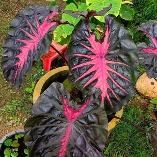 Elefantenohr-Stauden (Colocasia) - Winterharte für Garten & Kübel - Mehrjährige Exoten mit großen Blättern - Einfache Pflege-2 stück-F