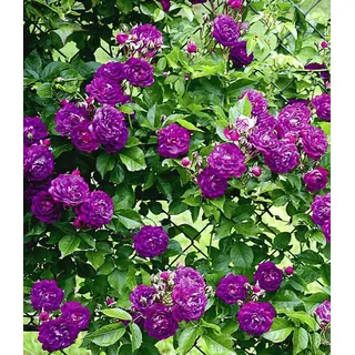 BALDUR Garten Rose Rambler-Rose 'Bleu Magenta', 1 St., Gefüllt-blühend, gefüllte Blüten, winterhart, mehrjährig lila