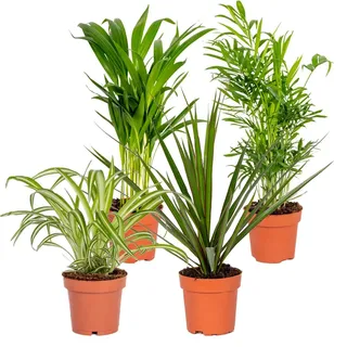 Bloomique - 4er-Mix - Luftreinigende Pflanzen - Dracaena - Dypsis - Chamaedorea - Chlorophytum - Zimmerpflanzen - Höhe 20-40 cm - Topf 12 cm