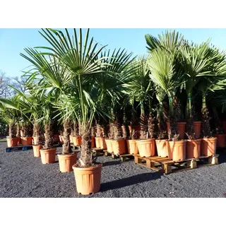 gruenwaren jakubik XXL Palme winterhart 180 cm Trachycarpus fortunei, Hanfpalme,