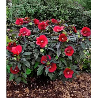 BALDUR Garten 1x Winterharter Hibiskus Summerific® Midnight Marvel, Pflanze im 12 cm-Topf, Staudenhibiskus, mehrjährig, Riesenblüten, blühend, Schnittblume, Hibiscus moscheutos