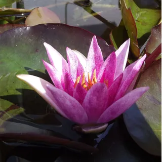 Rarität : Teichpflanzen Seerosen : Nymphaea Seerose Zwergseerose " Pygmaea Rubra " winterhart Pflanztiefe bis 30 cm