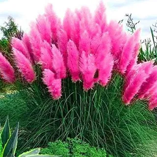 Set Frosthartes Amerikanisches Pampasgras Cortaderia Ziergras im Mix 4xrosa