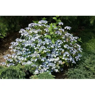 Pflanzen für Dich Gehölze Hydrangea serrata acuminata, 1 St., Samt-Hortensie, Tellerhortensie blau