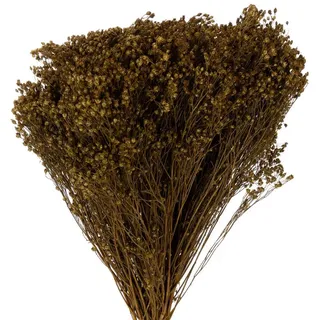 Trockenblume Trockenblumen für Dekoration Kränze und Gestecke, Florists Products, Höhe 48.0 cm grün