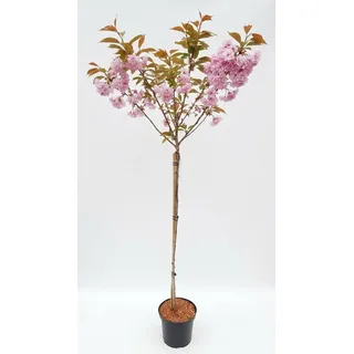 Prunus serrulata Kanzan auf Stamm - Japanische Nelkenkirsche, Höhe: 180-190 cm