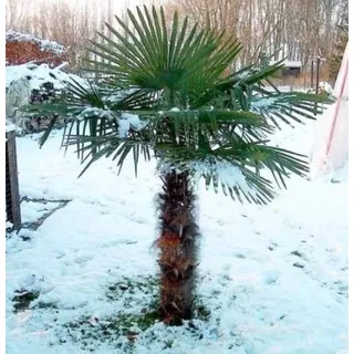 RARITÄT Frostharte Hanfpalme Trachycarpus Ukhrulensis Größe bis 180 cm. aus Deutscher Freilandzucht bis - 20 Grad