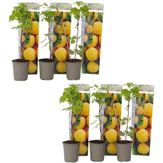Plant in a Box - Himbeerpflanzen - 6 Stk - Rubus idaeus 'Fallgold' - Höhe 25-40cm - Topf 9cm