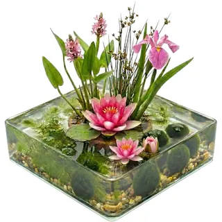 Vdvelde.com - Teichpflanzen Set Rosa - Zwergseerose & 11 Pflanzen für 25-90L - Sauerstoffpflanzen, Substrat & Bakterien - Miniteich ohne Filter - winterhart