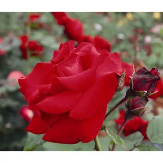 Dehner Rose Kletterrose Santana®, rote Blüten, gefüllt/duftend, Blüten gefüllt und duftend, Züchter Tantau rot