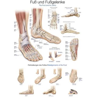 Lehrtafel - Fuß und Fußgelenke, 50 x 70 cm - Weiß