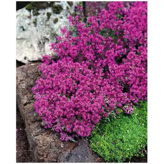 Stauden Gänge 100 x Thymus praecox 'Red Carpet‘ (StaudeWinterhart/Mehrjährig/Bodendecker/Stauden) Roter Polsterthymian - Aromatisches Bodendeckerwunder für sonnige Plätze - trittfest