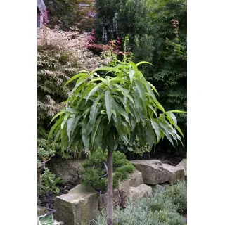 PlantaPro Zwergpfirsich 60cm Im Topf