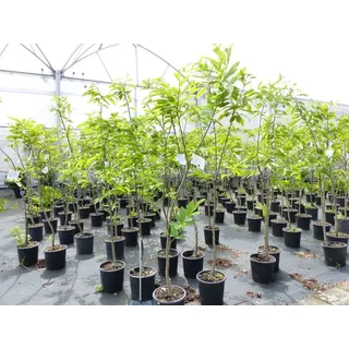 grünwaren Edelkastanie Castanea sativa Pflanze winterhart