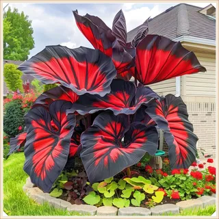 Seltene Elefantenohr Winterharte mehrjährige Überraschungsgeschenk Einfach zu Pflegen Schnelles -10knollen-b