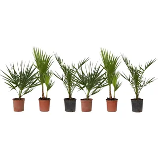 Plant in a Box - Gartenpalmen - 6 Stk - Phoenix,Chamaerops,Washingtonia - Höhe 50-70cm - Topf 15cm