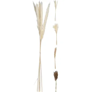 Kunstpflanze Pampasgras (H 75 cm) - H 75 cm