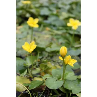 WASSERPFLANZEN WOLFF - Nymphoides peltata - Seekanne, gelb - heimisch - winterhart - QUALITÄTSSTAUDE im 9er Topf