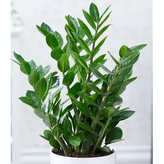 BALDUR Garten Zimmerpflanze Zamioculcas, 1 St., Zimmerpflanze, pflegeleicht grün