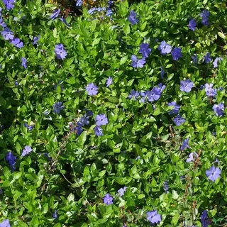Vinca minor immergrüner Bodendecker winterhart 5-7 Triebe pro Topf violett blau (30 Stück)
