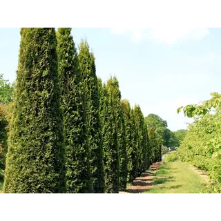 1 Stk. Thuja Lebensbaum Smaragd - Thujahecke Containerware 80-100 cm hoch - Thuja occidentalis Smaragd - Garten von Ehren®