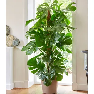 BALDUR Garten 1x Monstera Fensterblatt ca. 60-70 cm hoch,