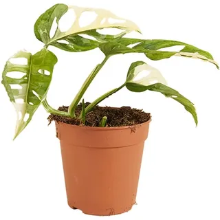 Bloomique - Monstera adansonii Variegata - Monkey Leaf - Fensterblatt - Luftreinigende Zimmerpflanzen - Monstera Pflanze - Hängepflanze echt