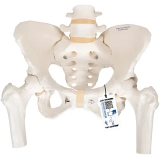 Becken-Skelett Modell, weiblich, mit Oberschenkelstümpfen - 3B Smart Anatomy